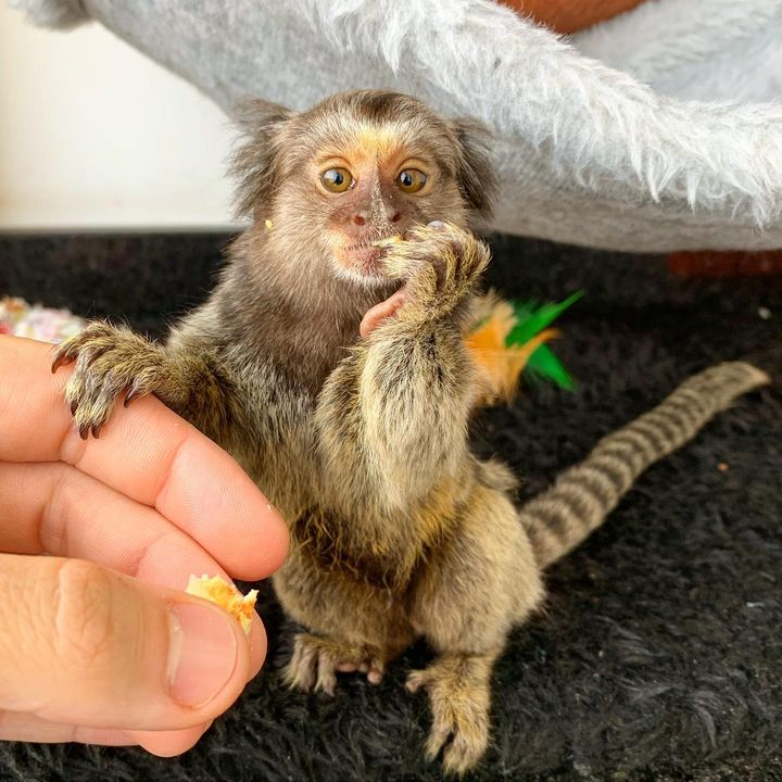 cheap finger monkeys for sale