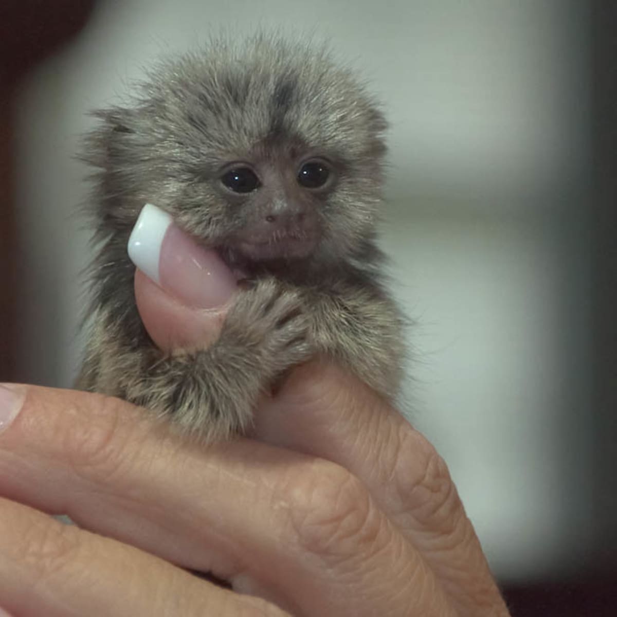 Finger Monkeys For Sale Near You - Licensed Breeder