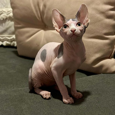 hairless cat for sale