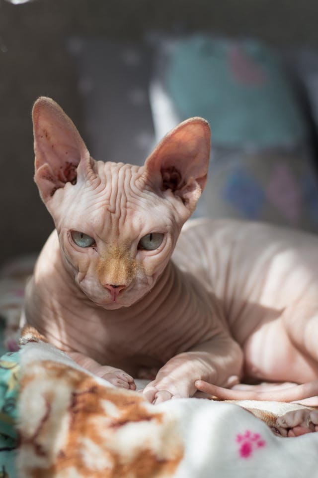 buy a sphynx kitten