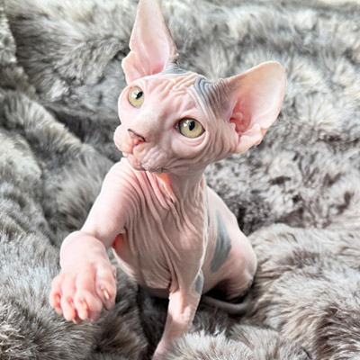 sphynx cat for sale