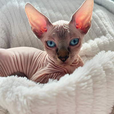 sphynx cat breeder