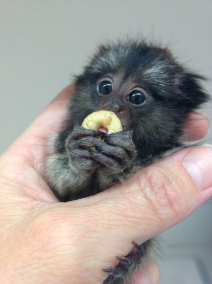 marmoset monkeys for sale