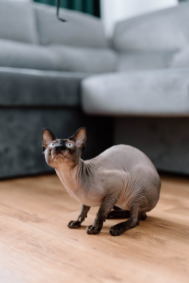 sphynx kittens for sale