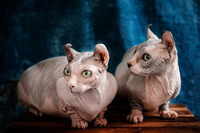 bald cats for sale near me