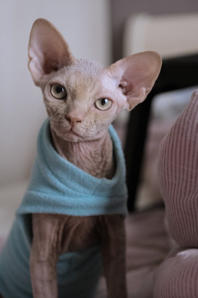 hairless cat for sale